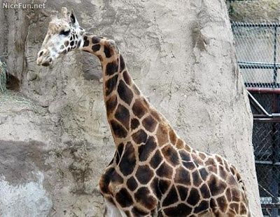 weird_deformed_animals_3086_nicefun.jpg