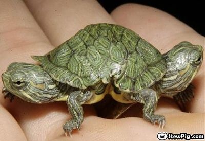 weird-animals.jpg