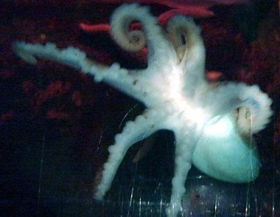 weird-deformed-animals02.jpg