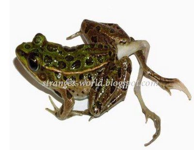 weird-frog.jpg