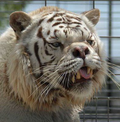 WhiteTigerDeformed3.jpg