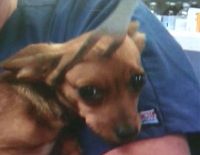 abc_ann_dog_fork3_090713_ssh.jpg