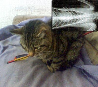 swns_bolt_cat_090624_ssh.jpg