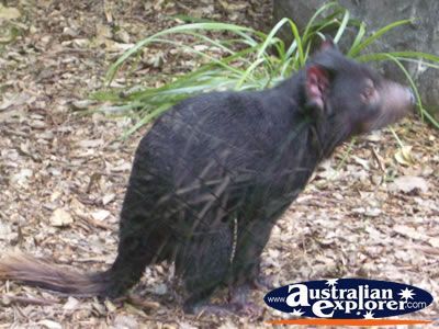 australia_zoo_tasmanian_devil_2.jpg