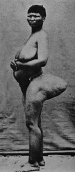 150pxSteatopygia.jpg