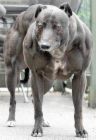 hard dog.jpg