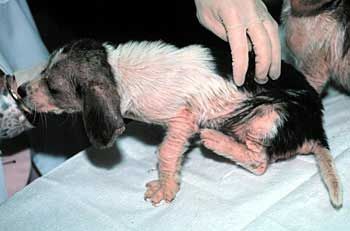 Scabies_puppy.jpg