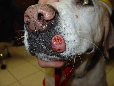 800px-mast_cell_tumor_on_lip.jpg
