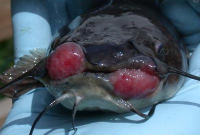 catfish-tumors.jpg