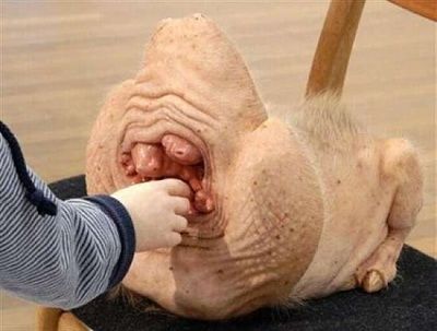 cutest-animal-ever-i-think-so-71b09b1c-0.jpg