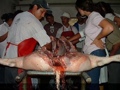 charonboat_dot_com_swine_influenza.jpg