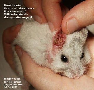 Tumors, Abscesses and Skin Problems in Pet Hamsters - 20081016Ear auricle tumour dwarf hamster Singapore ToaPayohVets