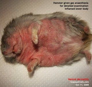 20081030Hamster_ventral_dermatitis_itchy_Singapore_ToaPayohVets.jpg