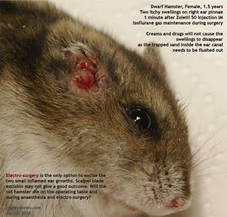 20100116Dwarf_Hamster_17m_Female_Swellings_Inflamed_Ear_Pinnae_ToaPayohVets.jpg