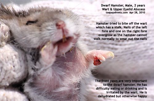 Tumors, Abscesses and Skin Problems in Pet Hamsters - 20100435Dwarf Hamster male 2years wart eyelid abscesses toapayohvets singapore