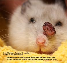 Hamster-Tumours-4229_image.jpg
