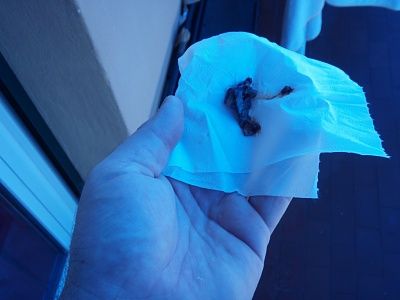 nosecookie2.jpg