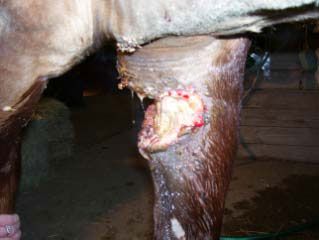 horse_healing_injury_02.jpg