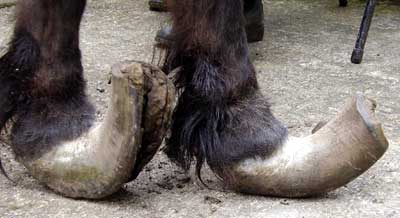 Carlahooves.jpg