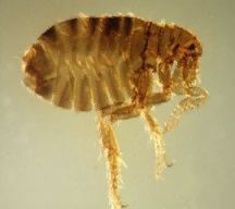 human_flea.jpg