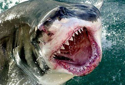 11 1 09 Great whites swarm, surfer attacked.jpg