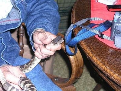rattlesnake.jpg