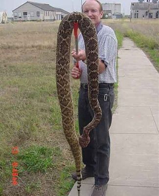 picture-rattlesnake-bite-1.jpg