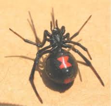 spider7.jpg