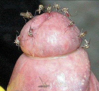 flies.jpg