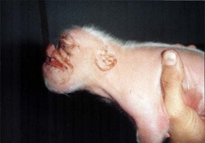 def-pig.jpg
