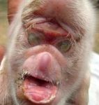 monkeypigggg.jpg