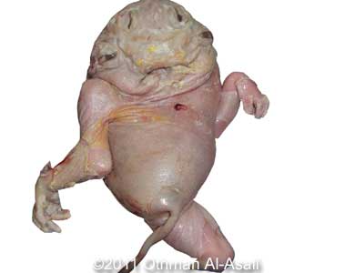 Duplicata_Asali_18.jpg