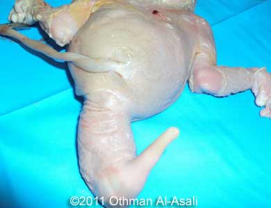 Duplicata_Asali_2.jpg