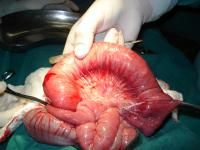 acaris-impaction1_thumbnail.jpg