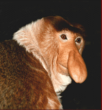 NasalisLarvatus.png