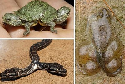 amazing-reptile-amphibian-anamolies1.jpg