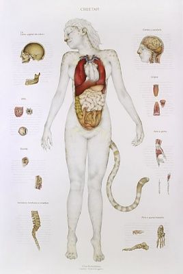 5-cheetah.jpg