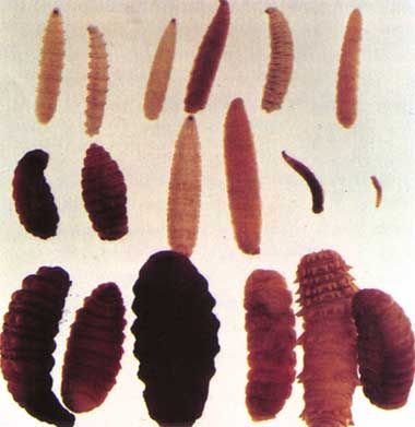 myiasis1.jpg