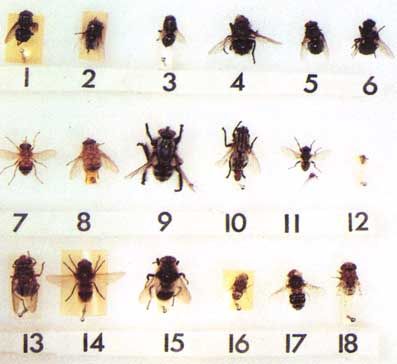 myiasis2.jpg