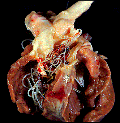 heartworm3.gif
