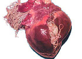 heartworms.jpg