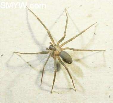 brownrecluse123.jpg