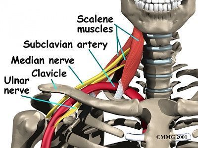 shoulder_thoracic_outlet_syndrome_anat02.jpg