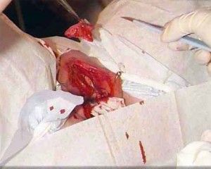 performingfgm-300x2401.jpg