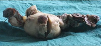 pyometra-fig1.jpg