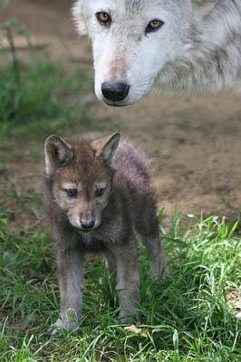 wolfcub1.jpg