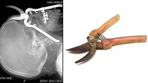 medium_pruningshearimpale_01.jpg