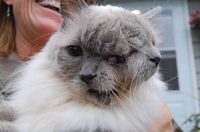 cat-2face.jpg