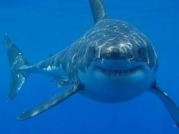 GreatWhiteShark_HermanousHostel-360x270.jpg