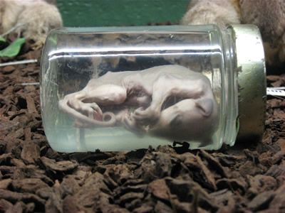 Name:  pikled possum fetus.jpg
Views: 1564
Size:  39.1 KB
